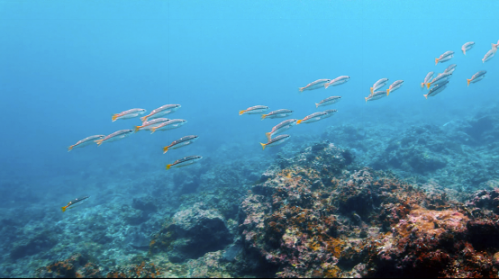 水下的奇妙之旅 臻迪PowerRay小海鰩現(xiàn)場(chǎng)體驗(yàn)1084