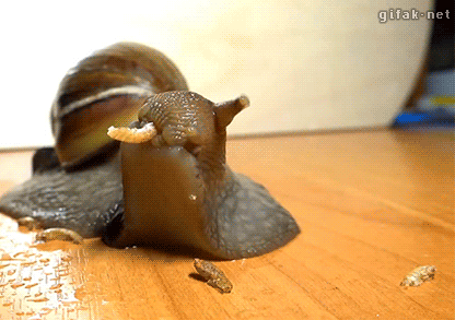 原来蜗牛是这样子吃东西的