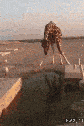 长颈鹿喝水时的样子你绝对没见过