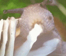 你见过蜗牛怎样吃东西的吗