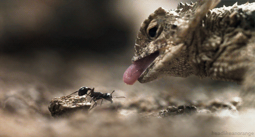 蜥蜴吃昆虫慢动作