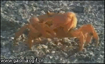 一只狠心的螃蟹