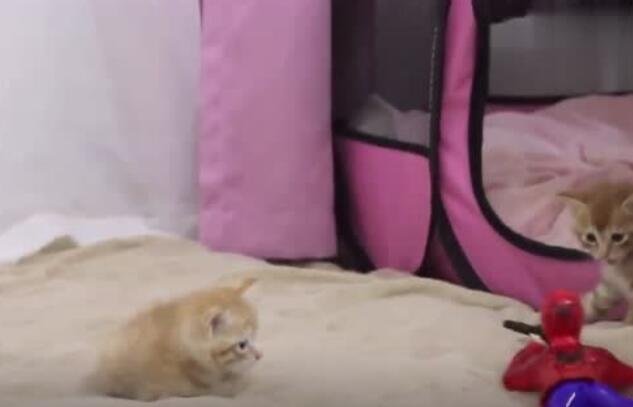 网红玩具打开那一刻，小奶猫集体炸毛
