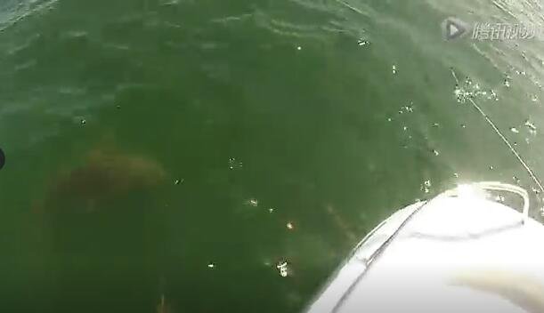 男子钓到鲨鱼，竟遭巨型石斑鱼抢食