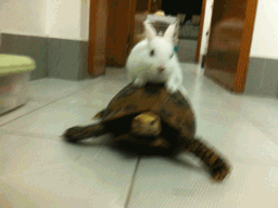 乌龟和兔子赛跑谁会赢呢