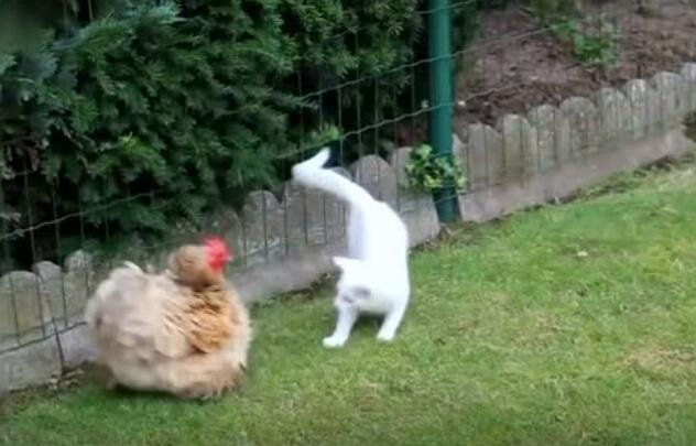 战斗神鸡，鸡鸡中的战斗机