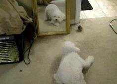 原来狗狗在镜子面前也是这么疯