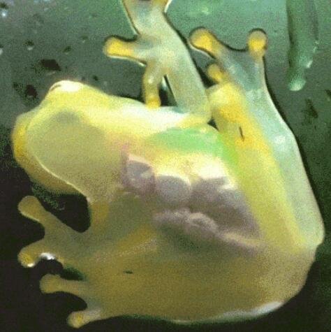 透明蛙能明显看到心脏