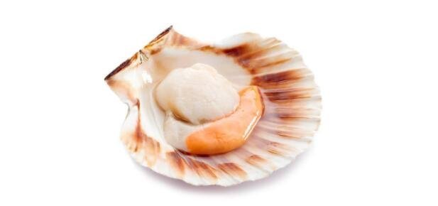 獐子島扇貝又死了，扇貝