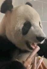 熊猫吃竹子的时候最乖了