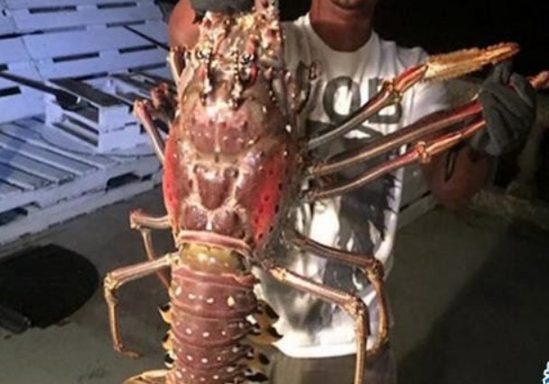 百慕大渔民捕获"龙虾精",他最后的做法令人觉得敬佩!