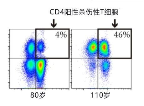 CD4阳性杀伤性T细胞
