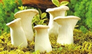 神奇蘑菇可缓解抑郁症