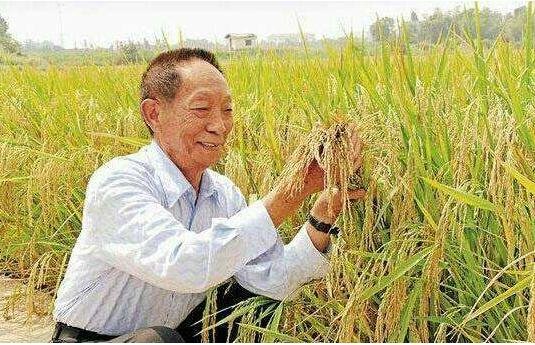 袁隆平雙季稻破紀(jì)錄.jpg