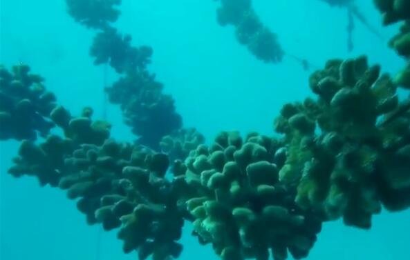 超级珊瑚