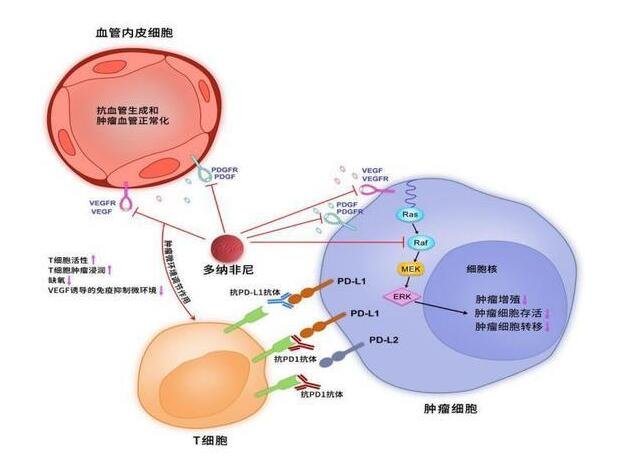 作用机制图.jpg 作用机制图.jpg