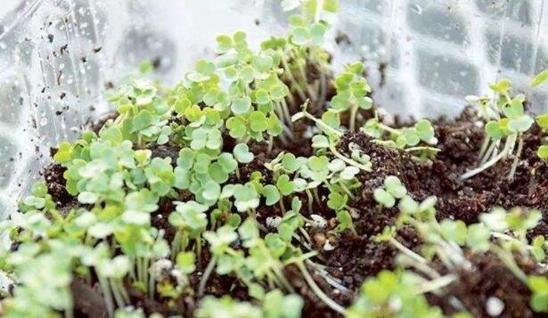 印培育出微型蔬菜的种植方法