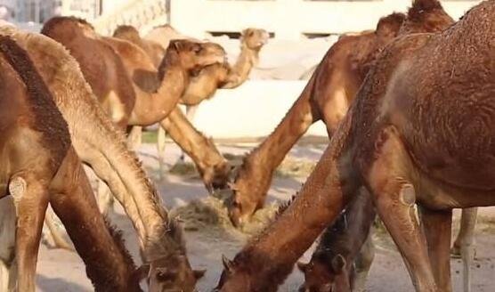 澳殺5000頭駱駝，野生駱駝對(duì)人們的影響