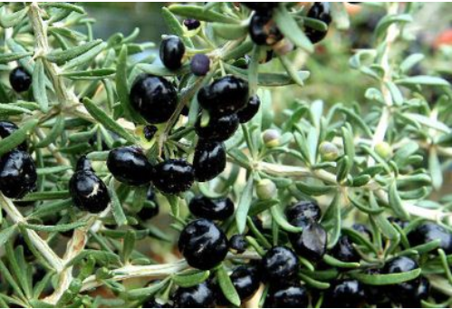 黑枸杞多少錢(qián)一斤