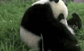 圆滚滚的太可爱了