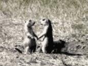 哇，好羞涩的爱情