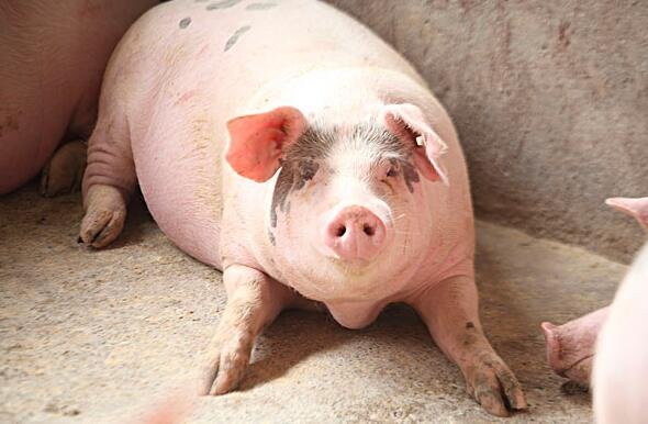 萬科也要養(yǎng)豬了的原因.jpg 萬科也要養(yǎng)豬了的原因.jpg