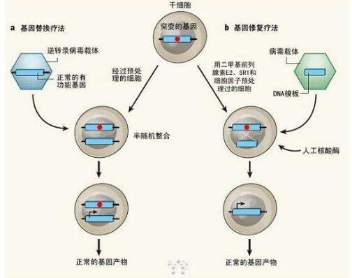 什么是基因治疗 13163815zwjz.jpg