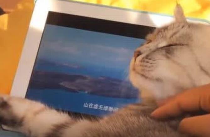 猫咪坐着看电视，最后竟抱着屏幕不撒手！