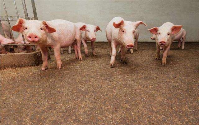 5月猪肉价格上涨81.7%