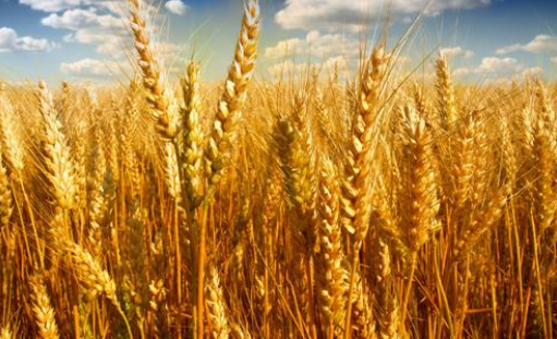 1.小麥.png 1.小麥.png