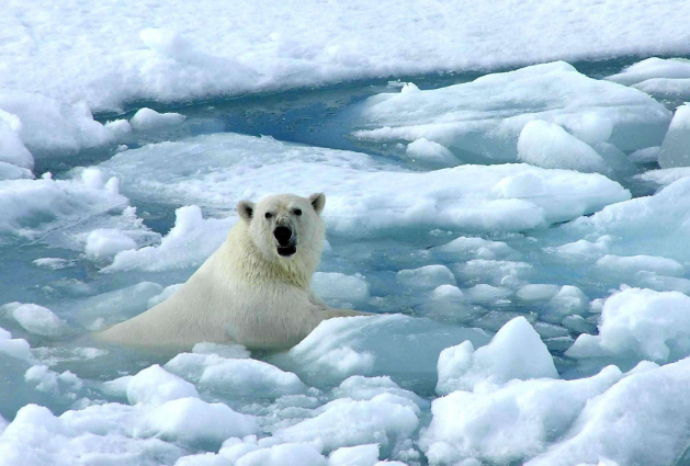 冰川融化.png 冰川融化.png