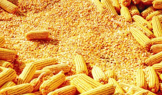 玉米.png 玉米.png