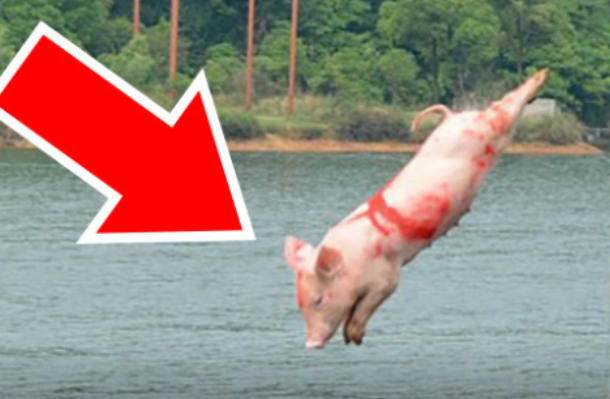 长见识了，原来猪也会游泳呢！