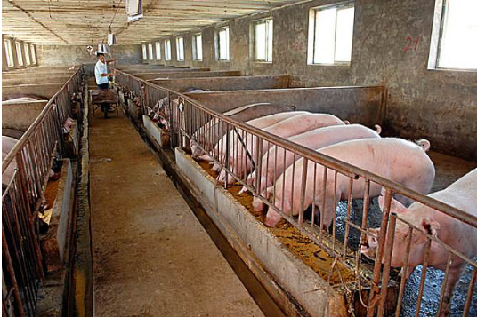 養(yǎng)豬場內(nèi)景.png