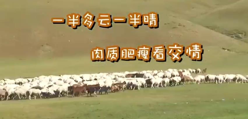蒙古國牧場實拍捐贈給中國的羊：為什么要送三萬只羊？價值多少？怎么運到中國？.jpg