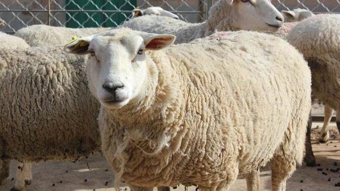 世界上最贵的羊332万元,什么羊这么贵特克赛尔羊是什么羊