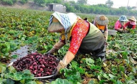 農(nóng)產(chǎn)品價格上漲.jpg 農(nóng)產(chǎn)品價格上漲.jpg