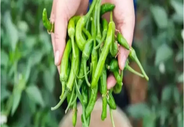 辣椒.png 辣椒.png