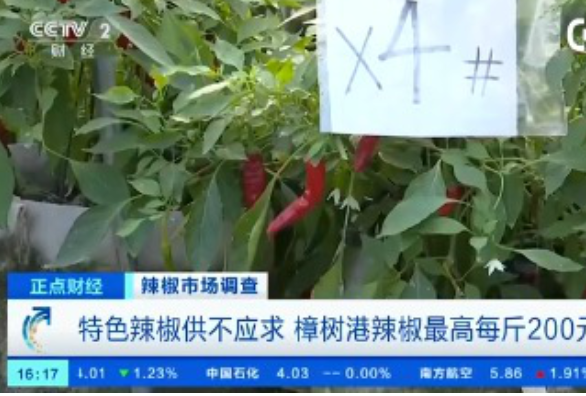 辣椒價(jià)格.png 辣椒價(jià)格.png