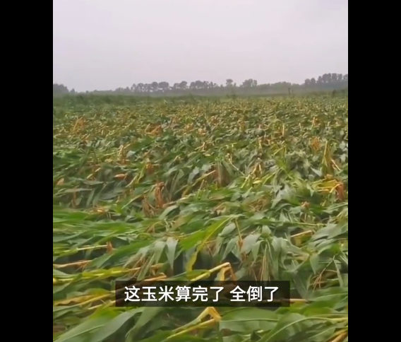 玉米倒伏.png