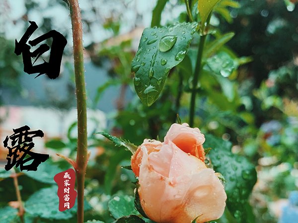 白露.jpg