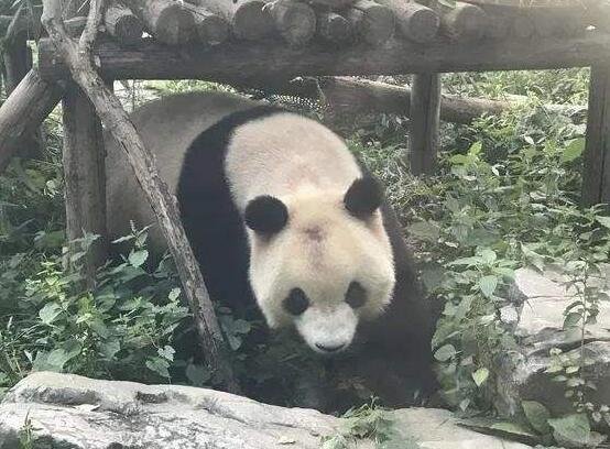 大熊猫“秃头”.jpg