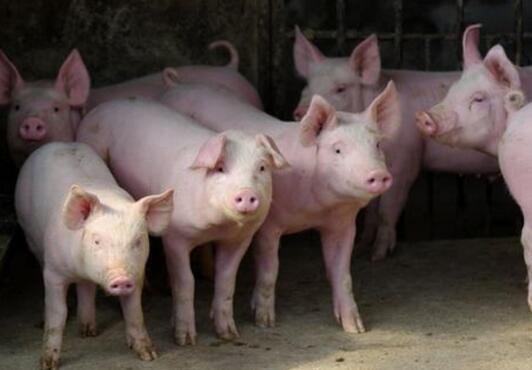 生豬.jpg 生豬.jpg