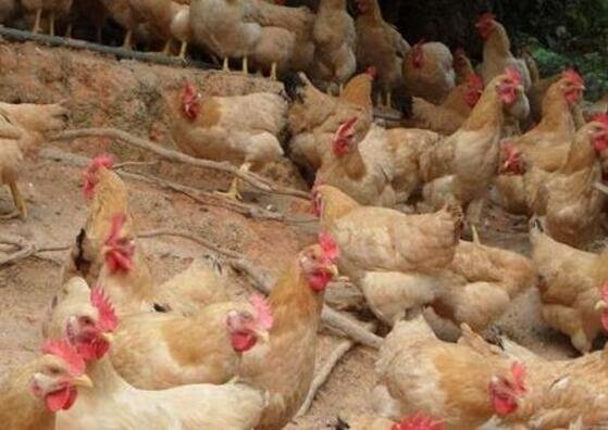 養(yǎng)雞.jpg 養(yǎng)雞.jpg