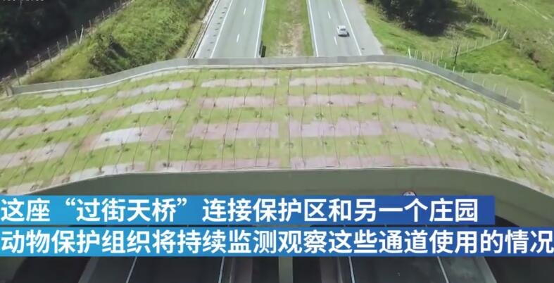 巴西為野生動(dòng)物建過街天橋.jpg