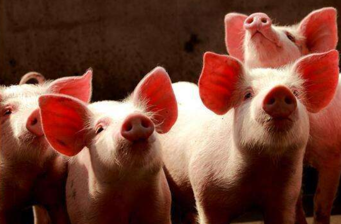 估计2020猪价会是多少1.png