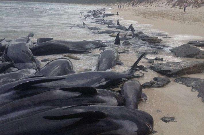 澳大利亚海滩数百头鲸鱼搁浅  .jpg
