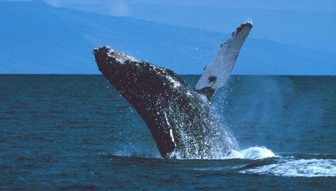 澳大利亚海滩数百头鲸鱼搁浅    .jpg