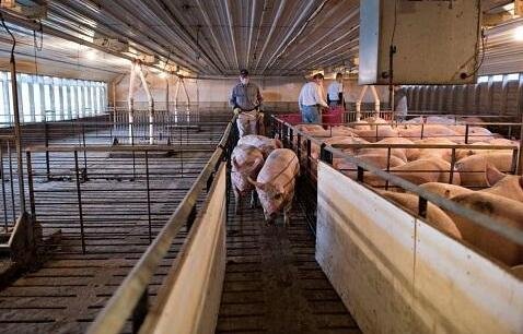 養(yǎng)豬.jpg 養(yǎng)豬.jpg