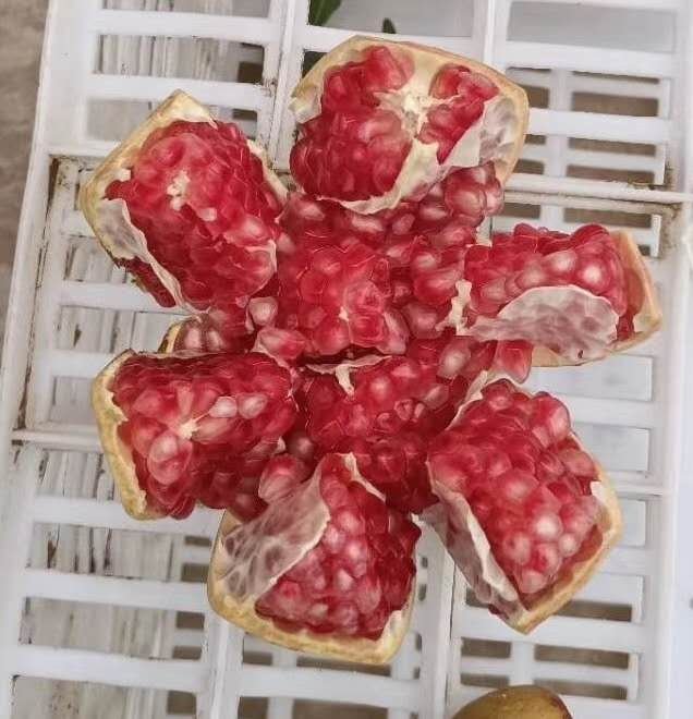 中秋吃石榴 中秋吃石榴